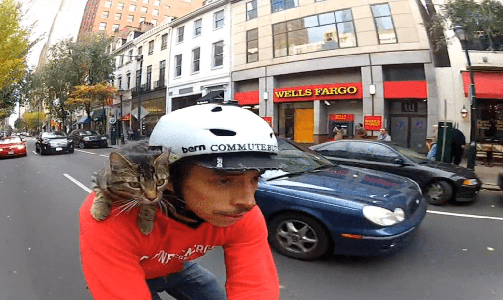 Cat Bike Guy - Philadelphia, PA - My Life at Speed