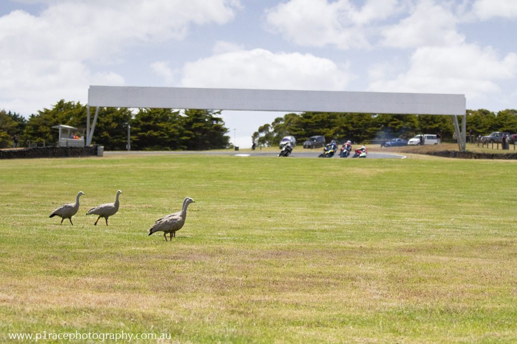 AMCN International Island Classic 2014 - Cape Barren Geese shot 3
